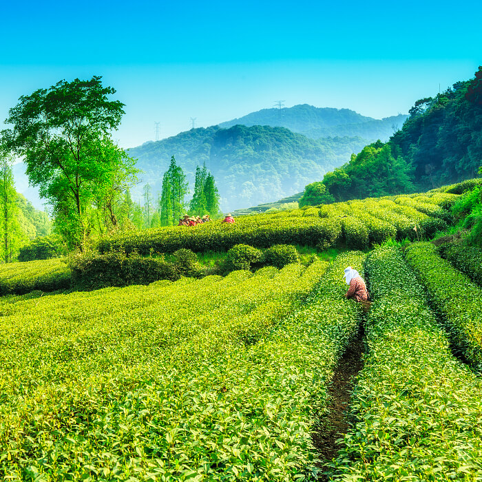 Чай Пуэр плантации в провинции Юньнань
