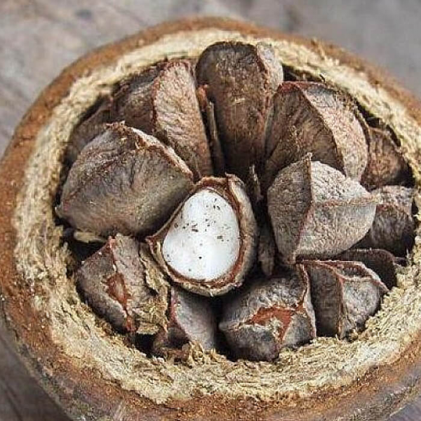 На фото изображено Бразильский орех в скорлупе