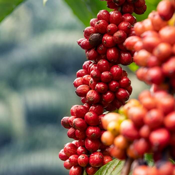 На фото изображено ГВАТЕМАЛА плантационный кофе