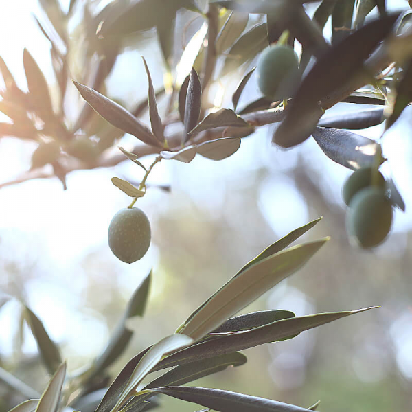 На фото изображено Масло оливковое Extra Virgin с базиликом, 0,25л