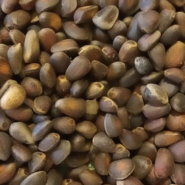 На фото изображено Кедровые орехи неочищенные