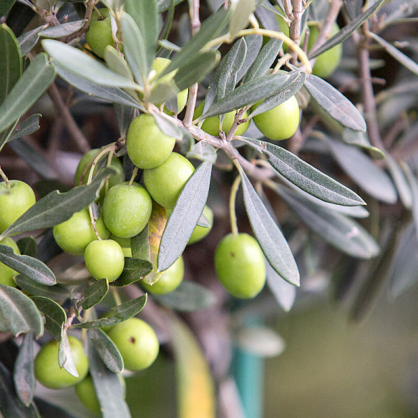 На фото изображено Масло оливковое Extra Virgin с оливками, 0,25л