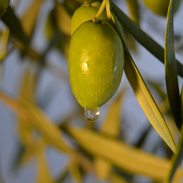 На фото изображено Масло оливковое Extra Virgin БИО KIDS DELPHI, 0,25л
