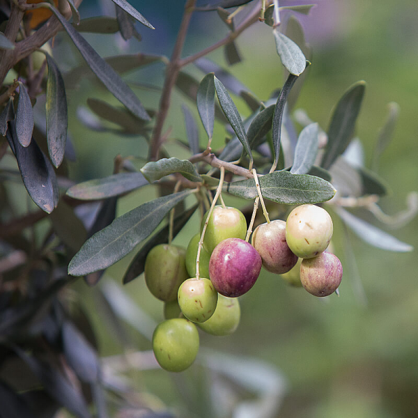 На фото изображено Масло оливковое Extra Virgin KOLYMVARI в спрее,0,15л