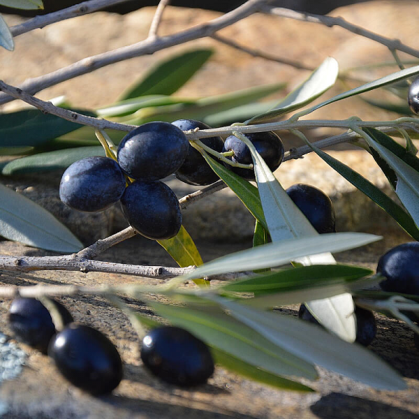 На фото изображено Оливки с косточкой сушеные в оливковом масле LELIA, 275г