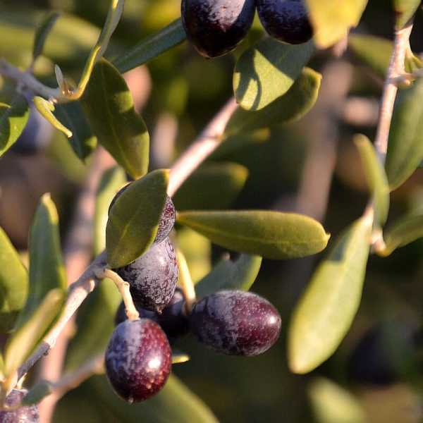 На фото изображено Оливки с косточкой Kalamata в оливковом масле LELIA, 275г